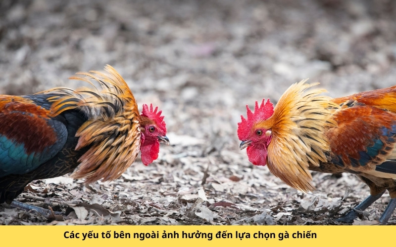 Các yếu tố bên ngoài ảnh hưởng đến lựa chọn gà chiến