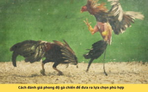 Cách đánh giá phong độ gà chiến để đưa ra lựa chọn phù hợp